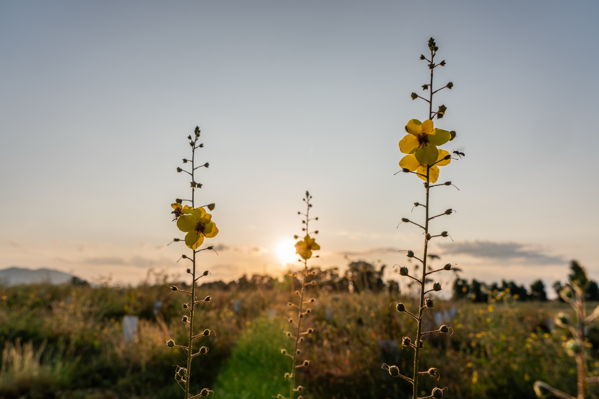 Biodiversità